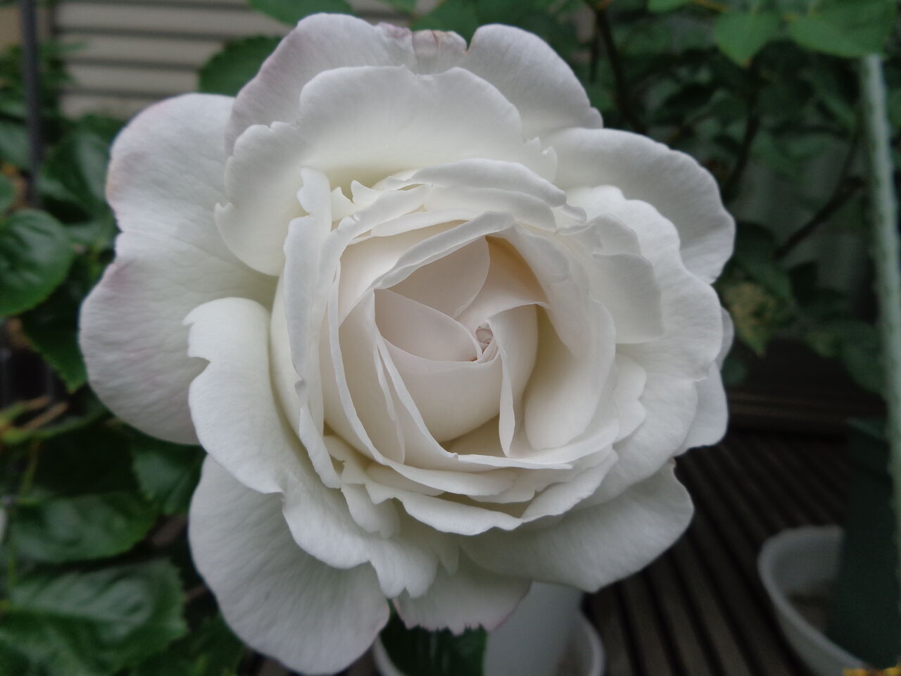 パブロワ 白いメレンゲ菓子の花 マンガ ひつぢの庭日記 伊藤まゆみの ひつぢ 庭 日記