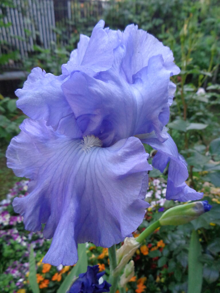 ジャーマンアイリス～やっぱり素敵な水色の花♥～ : 伊藤まゆみの ひつ