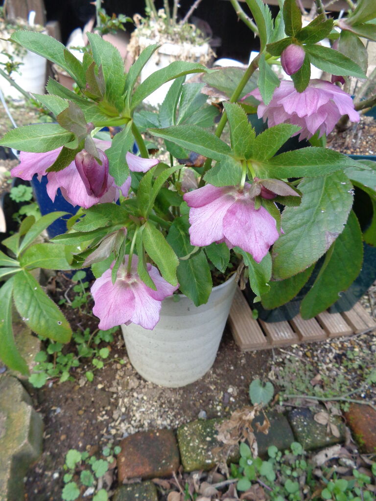 手毬～透明感がある淡いピンクのクリスマスローズ～ : 伊藤まゆみの