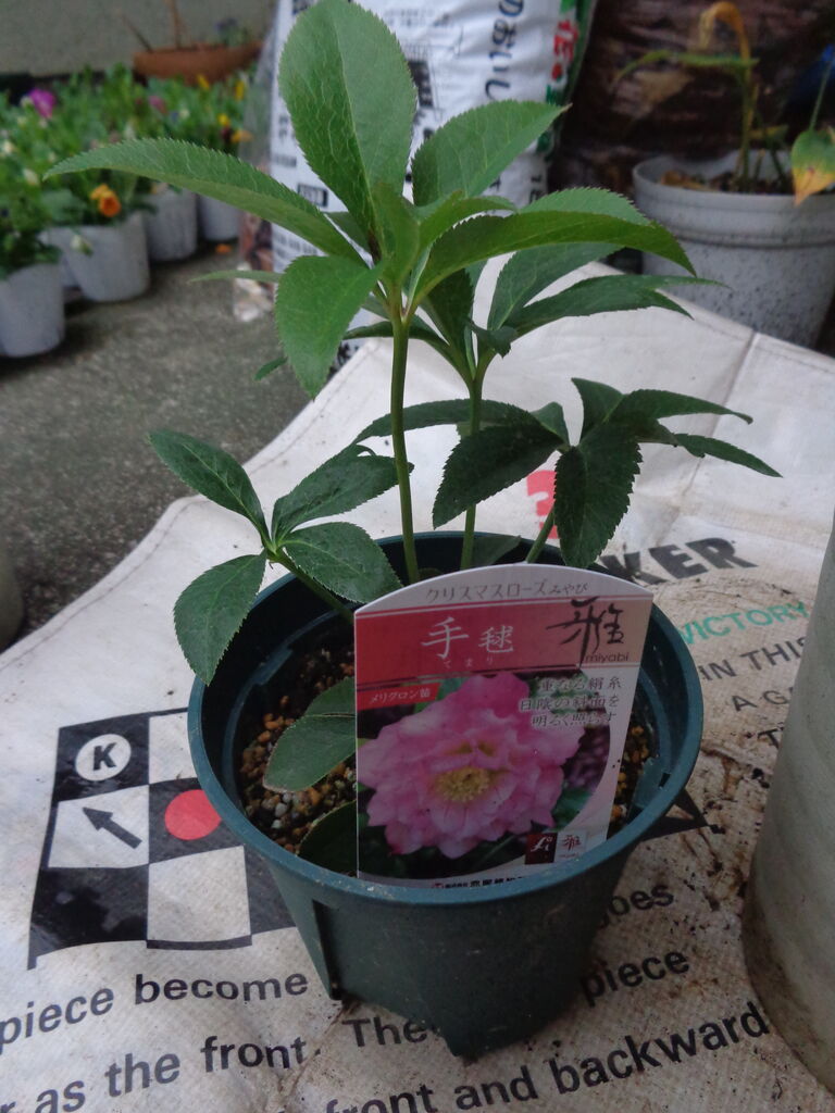 手毬～透明感がある淡いピンクのクリスマスローズ～ : 伊藤まゆみの