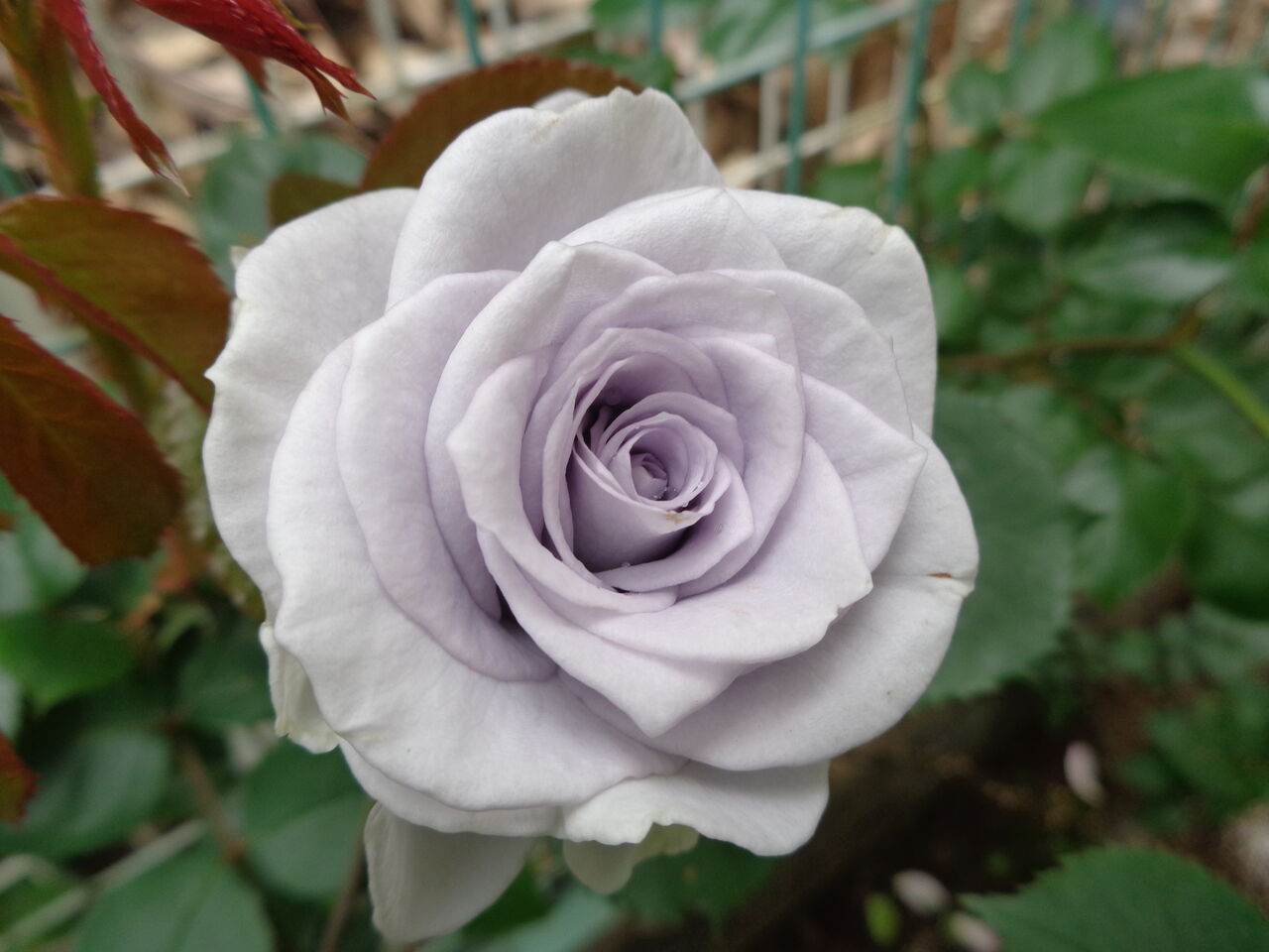 ブルーグラビティ～引きつけられる青バラの魅力～ : 伊藤まゆみの ひつ