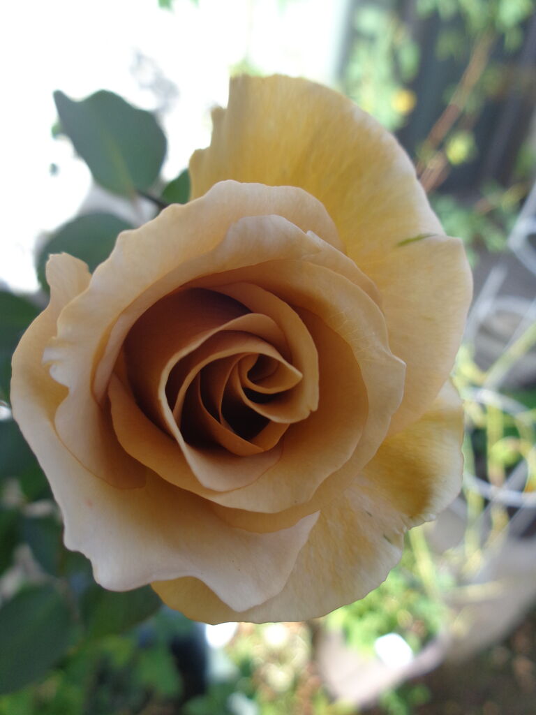 トリートユアセルフ バラ イエロー