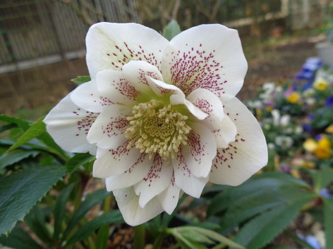 エレガンス ホワイト～赤いスポットが映えるクリスマスローズ～ : 伊藤