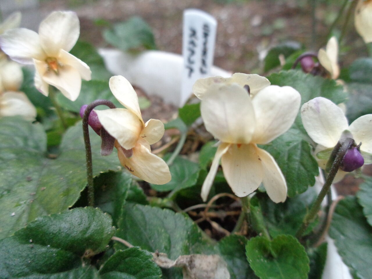 ニオイスミレのジャックサンプソン、スルフレアetc.～春を知らせる