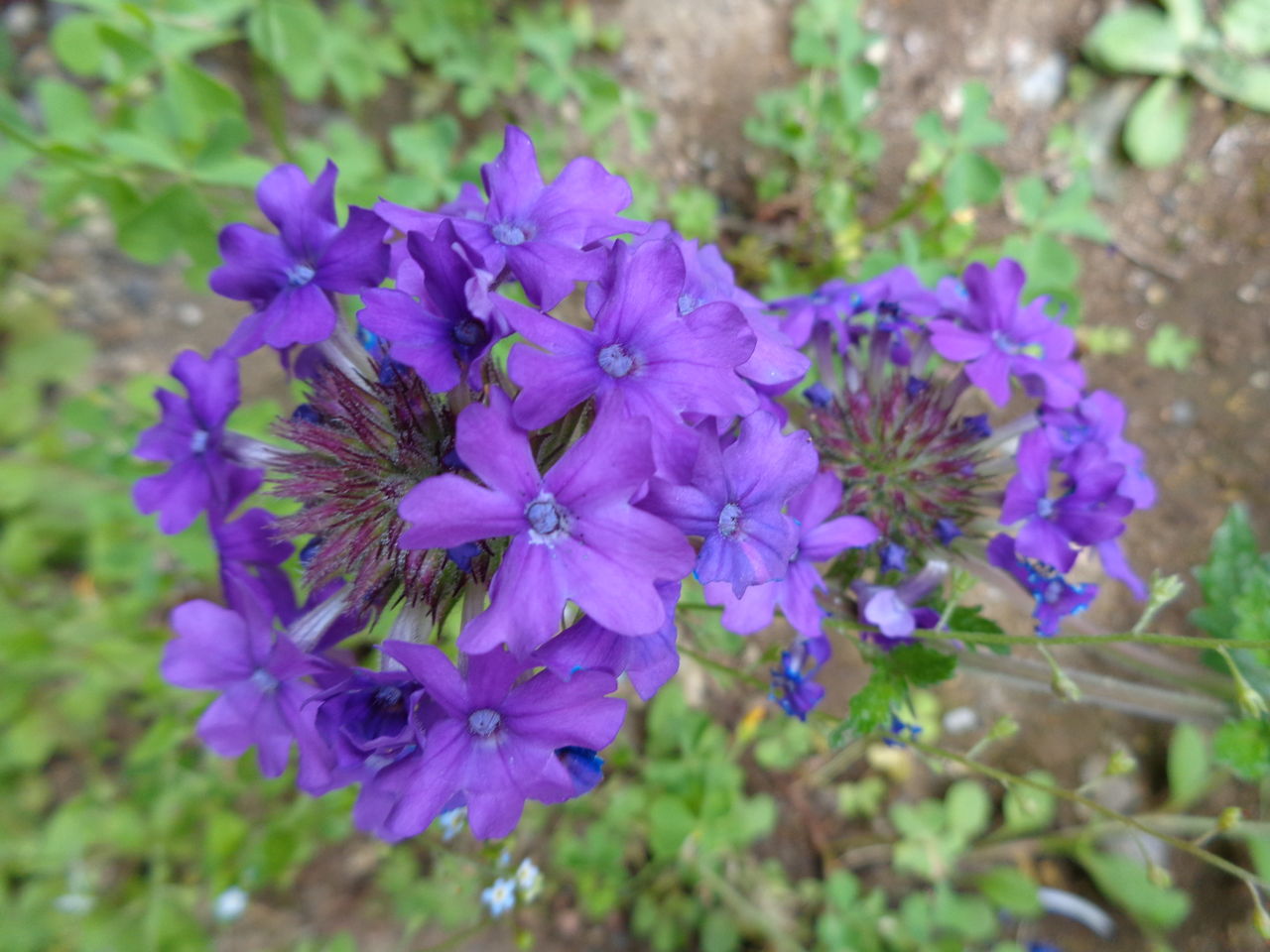 宿根バーベナ 大脱走 伊藤まゆみの ひつぢ 庭 日記