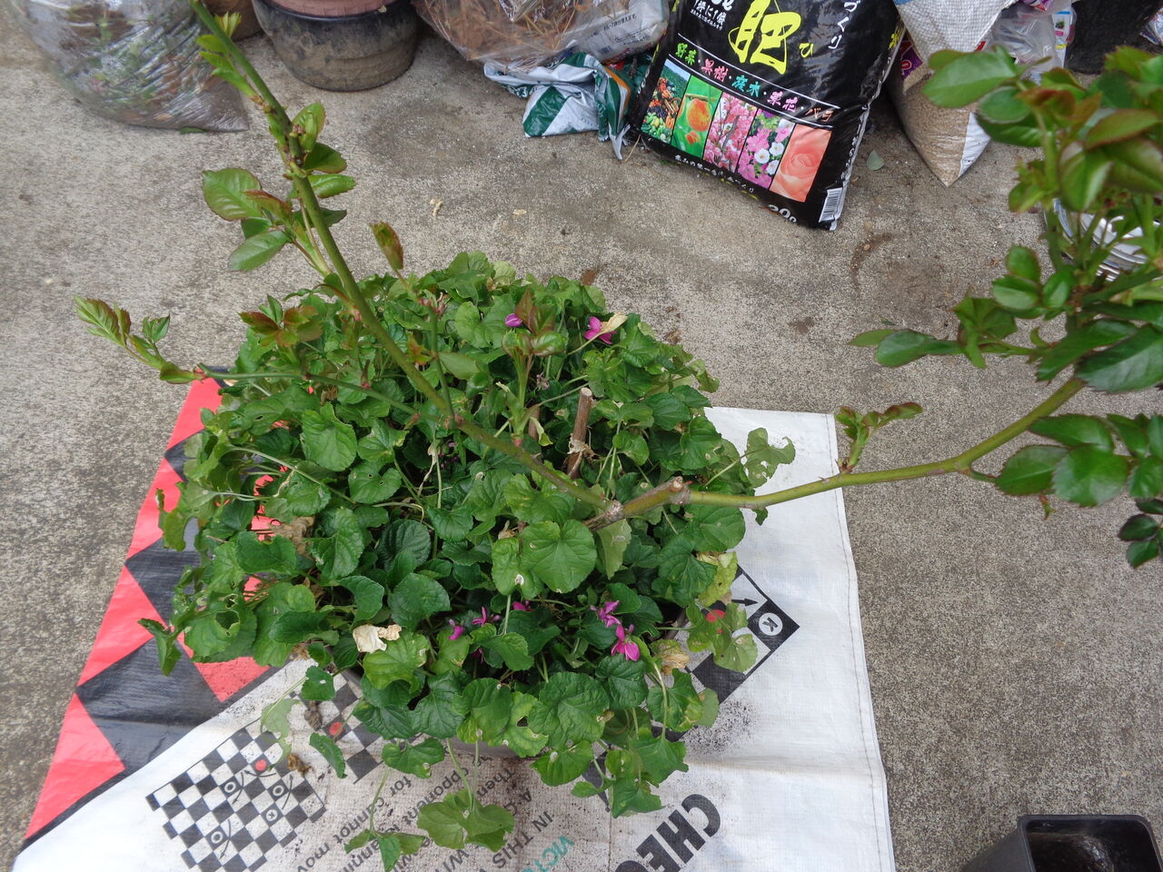 鉢植えのバラの植え替え マンガ ひつぢの庭日記 伊藤まゆみの ひつぢ 庭 日記