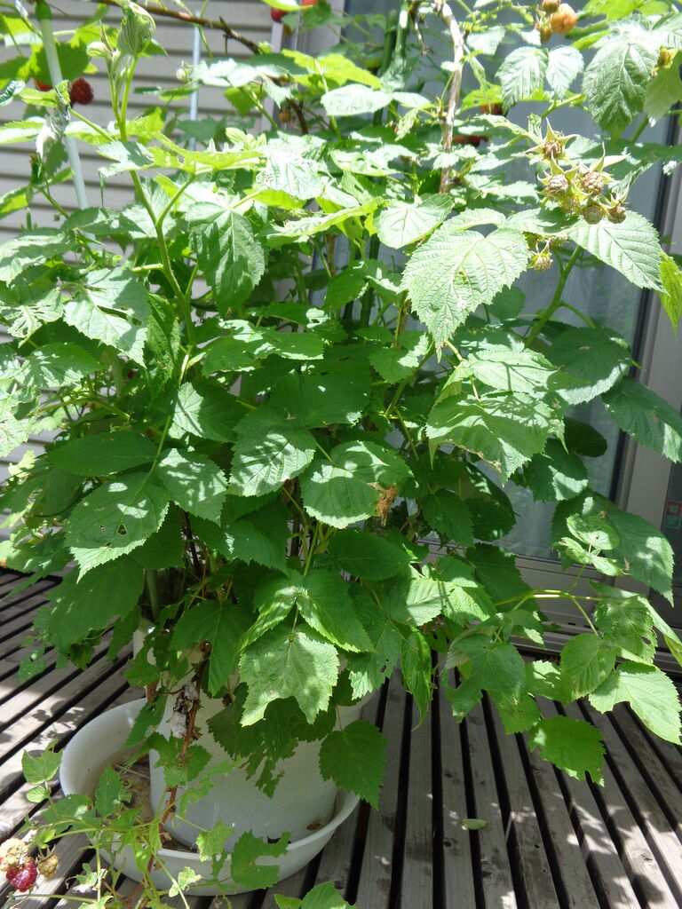 ラズベリー きいちご白書２０２２ 伊藤まゆみの ひつぢ 庭 日記