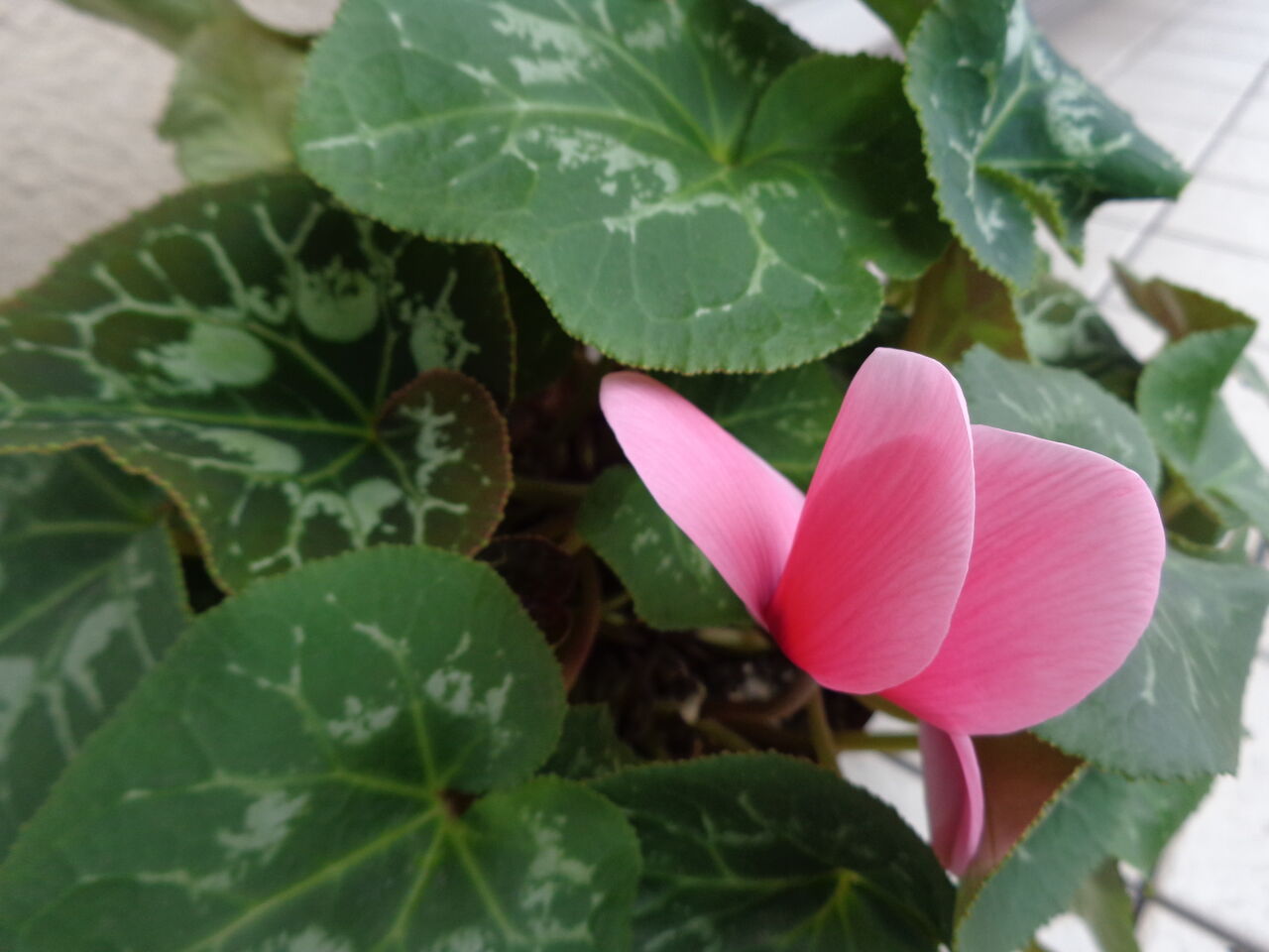 夏に咲くシクラメン マンガ ひつぢの庭日記 伊藤まゆみの ひつぢ 庭 日記