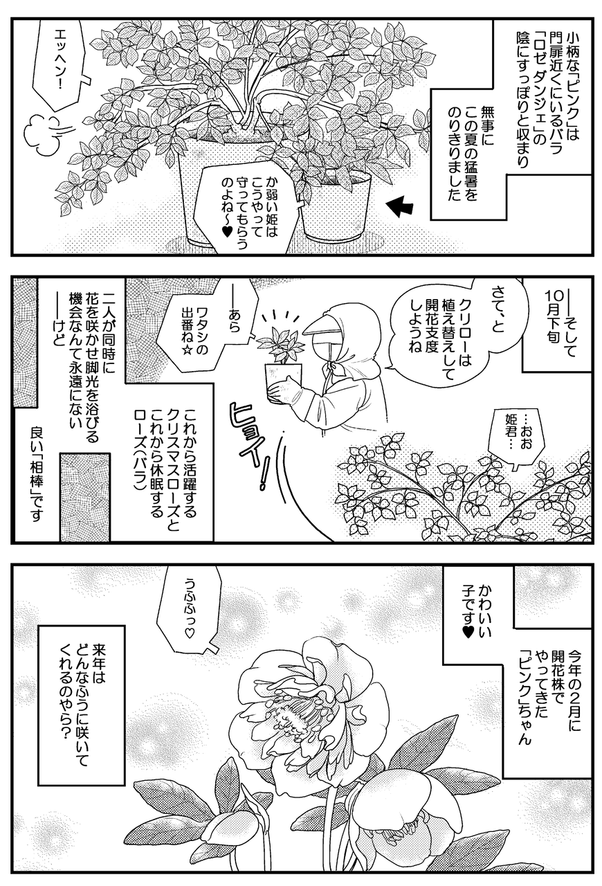 ピンクニガーダブル～夏越ししたクリスマスローズたち・マンガひつぢの