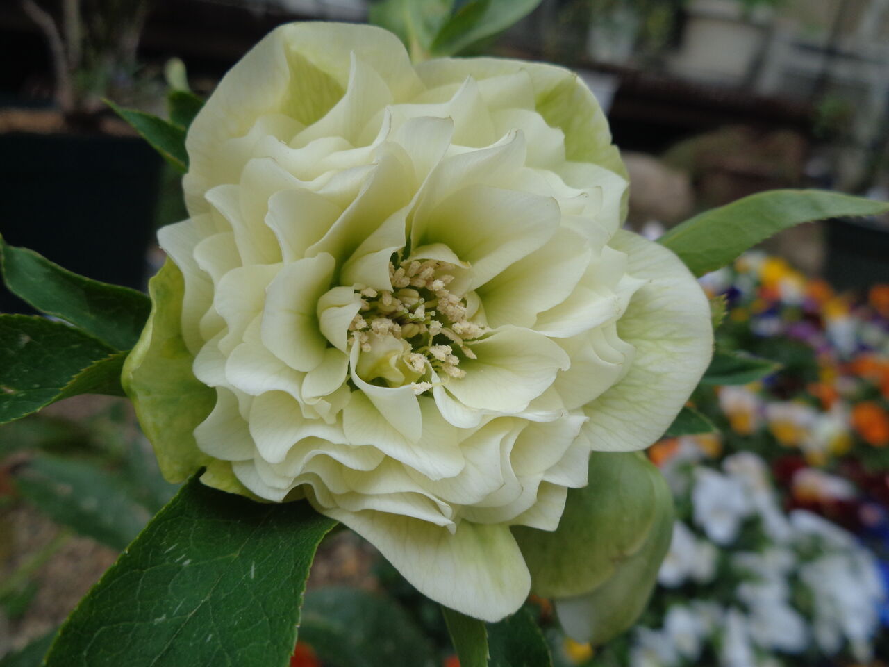 ホワイト プリマドレス～「白」を堪能するクリスマスローズ・マンガ