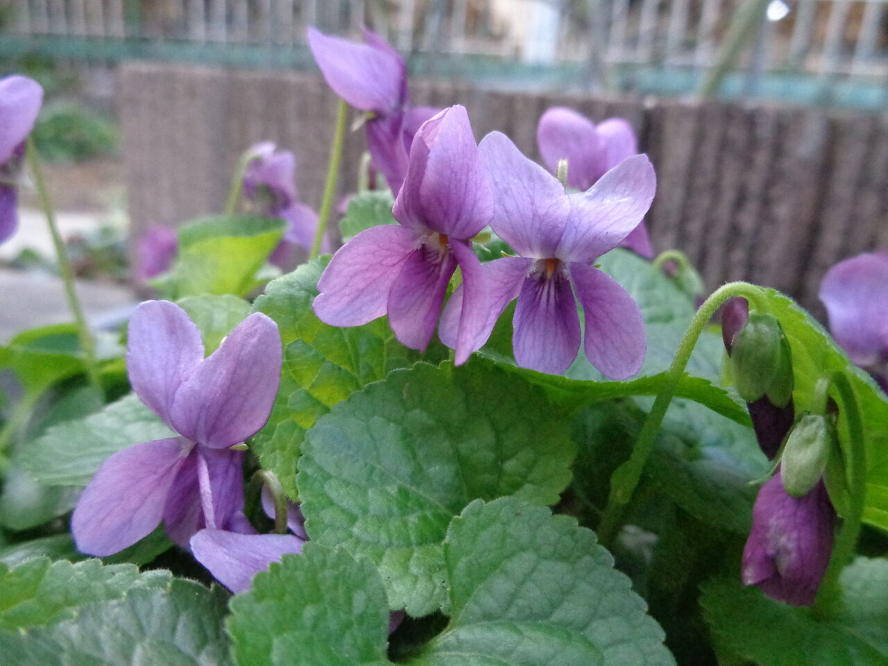 ニオイスミレのジャックサンプソン、スルフレアetc.～春を知らせる