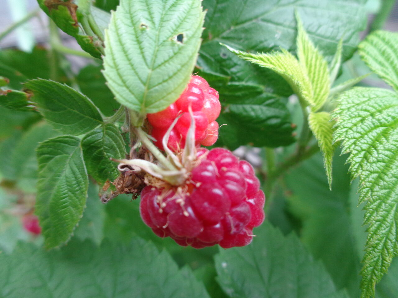 ラズベリー きいちご白書part 2 マンガ ひつぢの庭日記 伊藤まゆみの ひつぢ 庭 日記