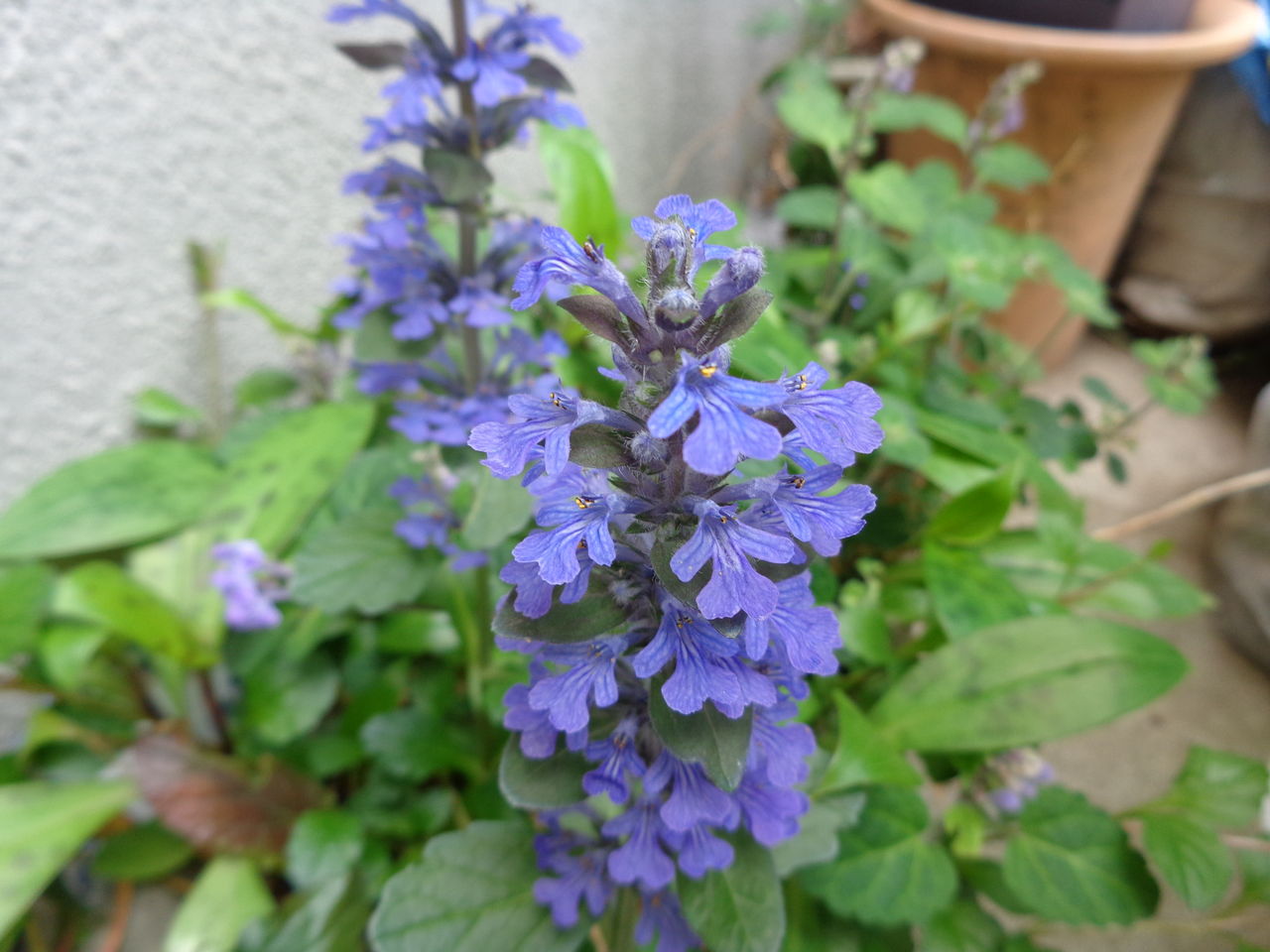 アジュガ それはまさに地獄の釜の蓋 伊藤まゆみの ひつぢ 庭 日記 アジュガ それはまさに地獄の釜の蓋 伊藤まゆみの ひつぢ 庭 日記