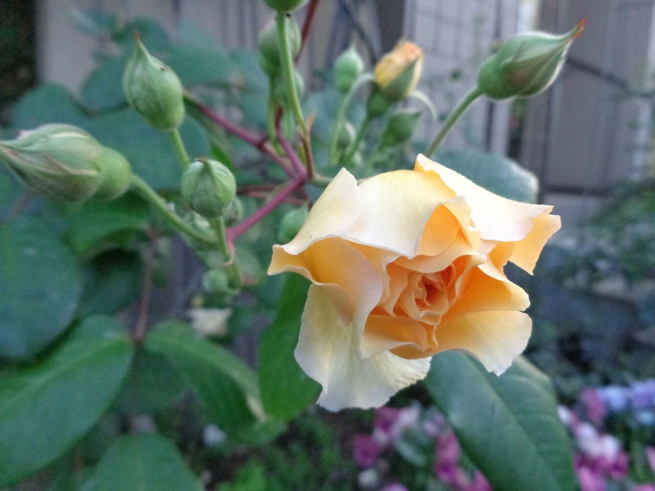 バラ 薔薇  jasmine様 バラ 薔薇 jasmine様 【公式通販】