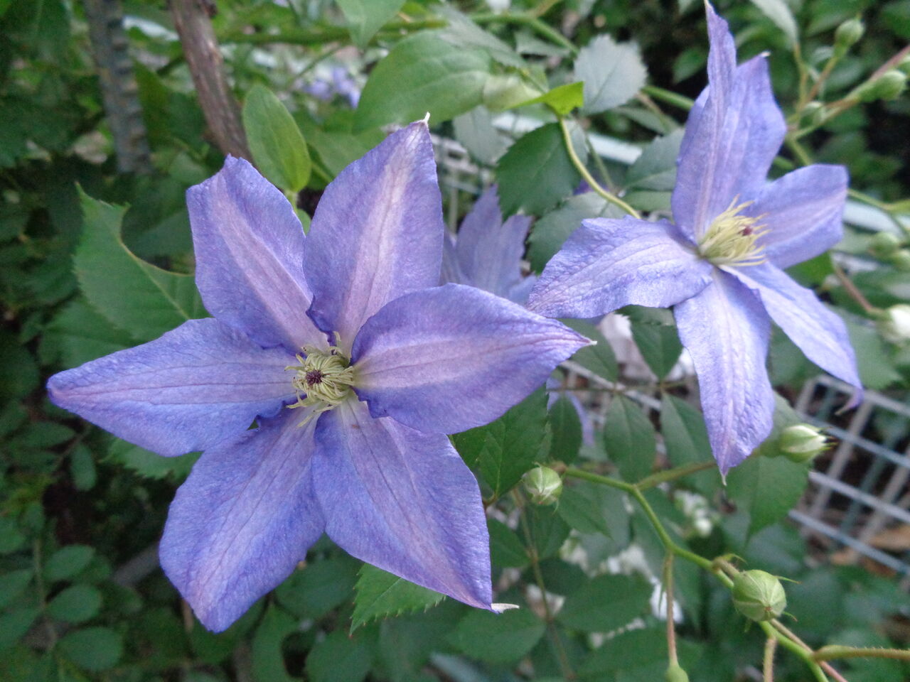 星めぐり～どんな色のバラにも合わせやすいクレマチス～ : 伊藤まゆみ
