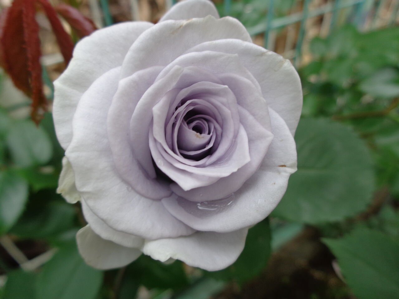 ブルーグラビティ～引きつけられる青バラの魅力～ : 伊藤まゆみの ひつ