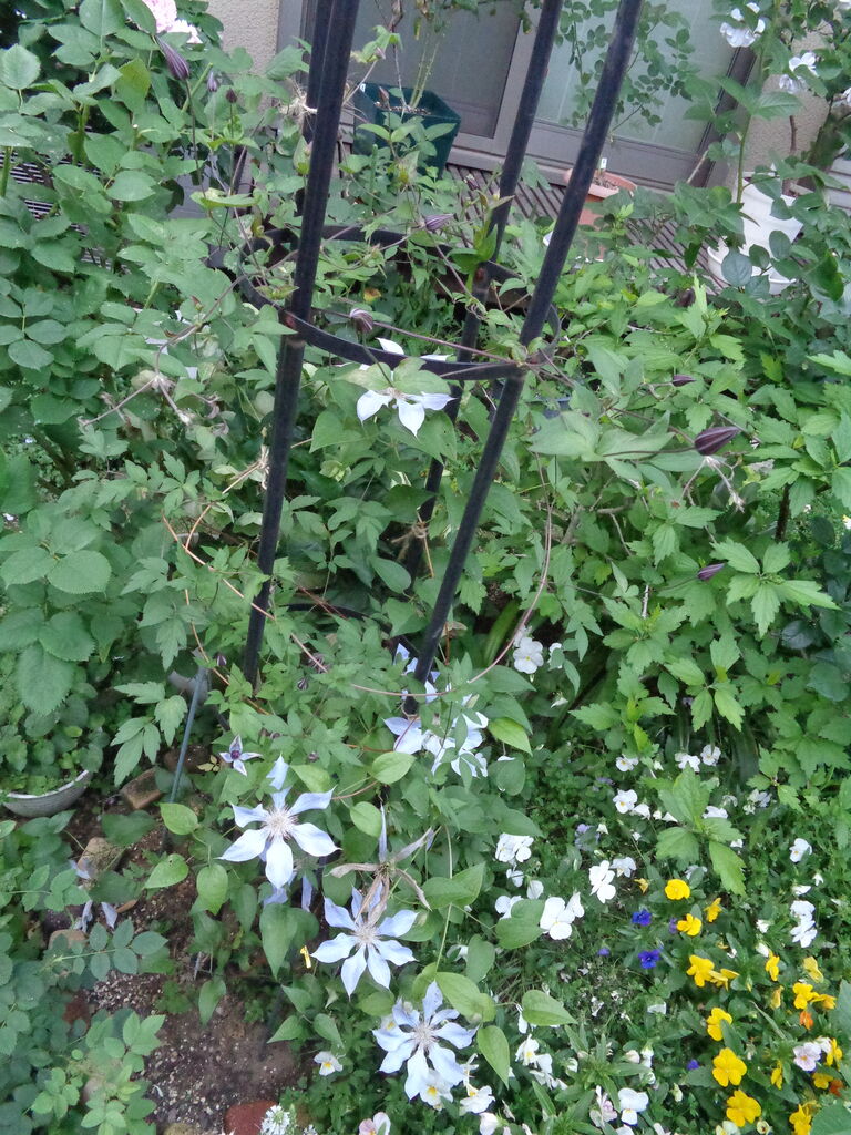 クレマチス 風の方位 クレマチス 風の方位 クレマチス☆風の方位