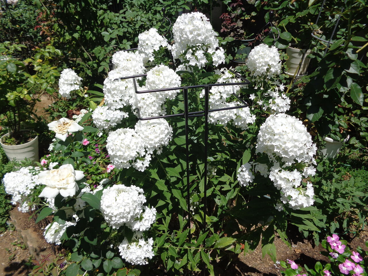 宿根フロックス・フジヤマ～夏庭に映える純白の花房～ : 伊藤まゆみの