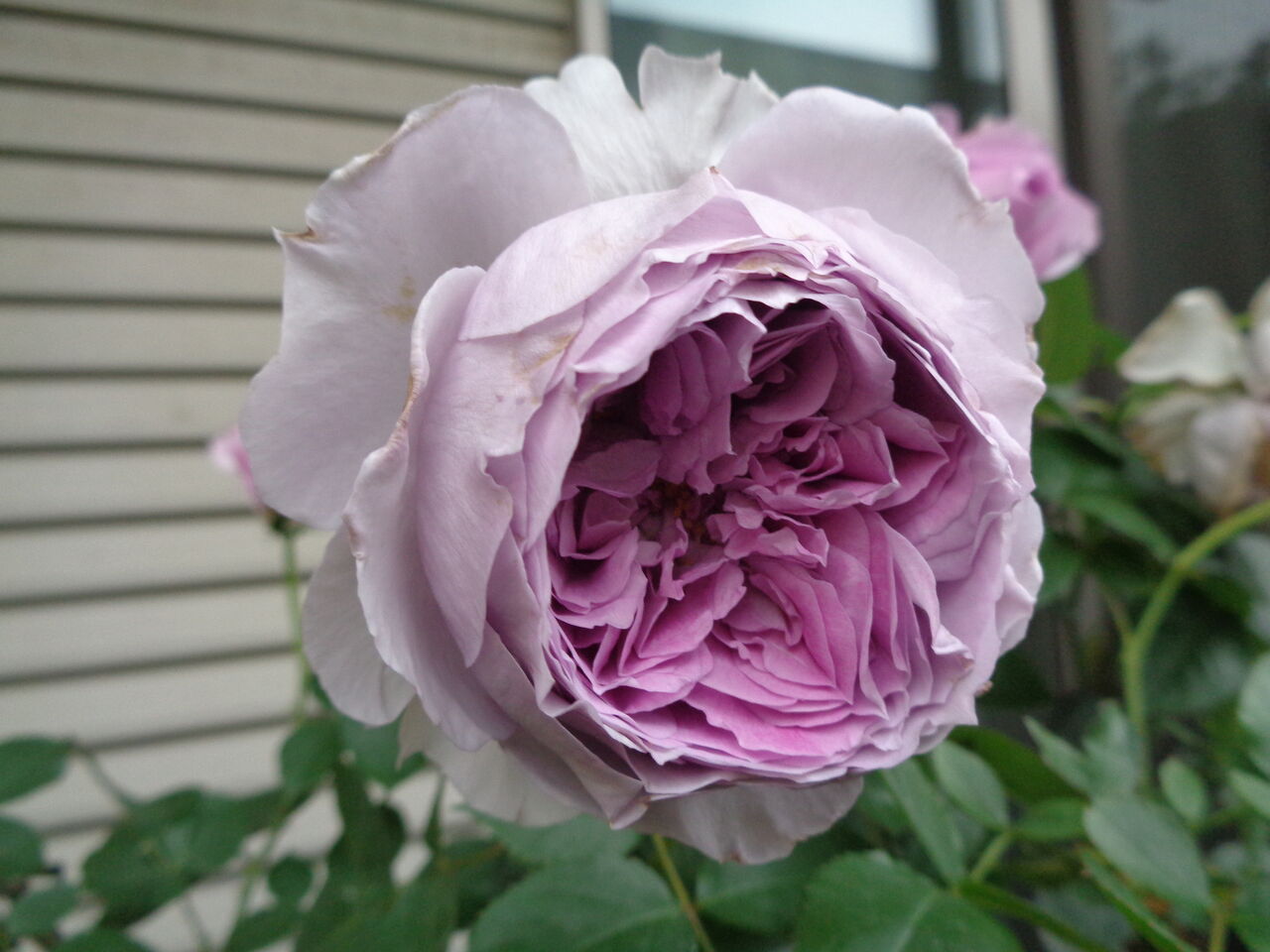 リラ バラ苗 バラ 紫のバラ 薔薇 ロサオリエンティス
