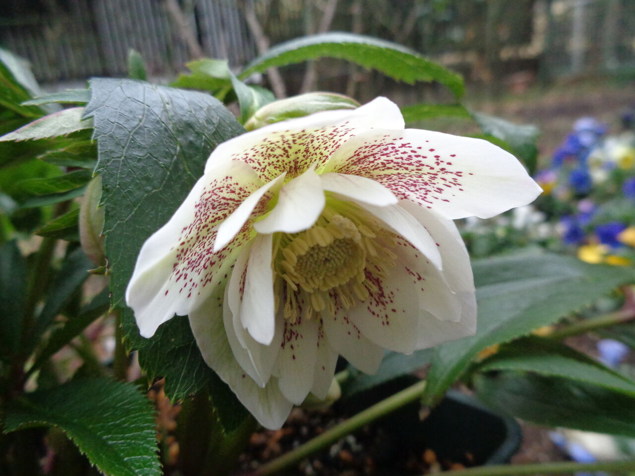 エレガンス ホワイト～赤いスポットが映えるクリスマスローズ～ : 伊藤