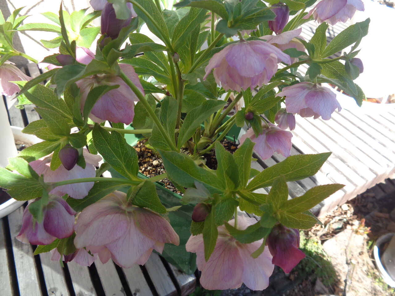 手毬～透明感がある淡いピンクのクリスマスローズ～ : 伊藤まゆみの