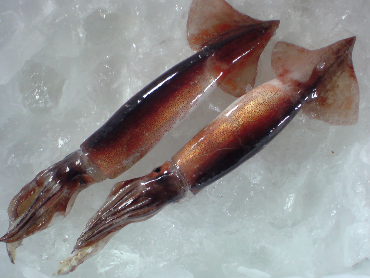 おいしい糸魚川のお魚 六月のお薦め 糸魚川jcのブログ Image