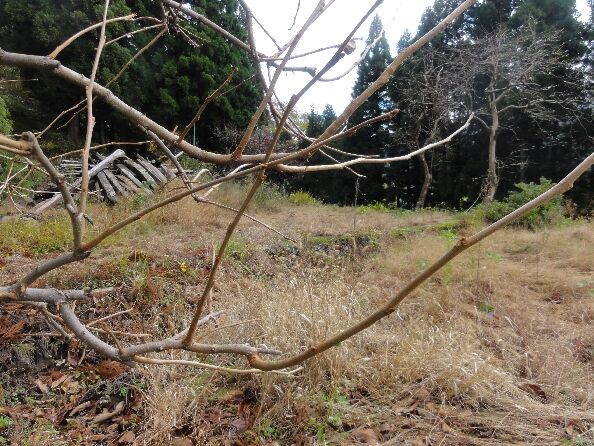 柿の木の剪定を覚えて下さい 新潟県糸魚川市果樹栽培勉強会