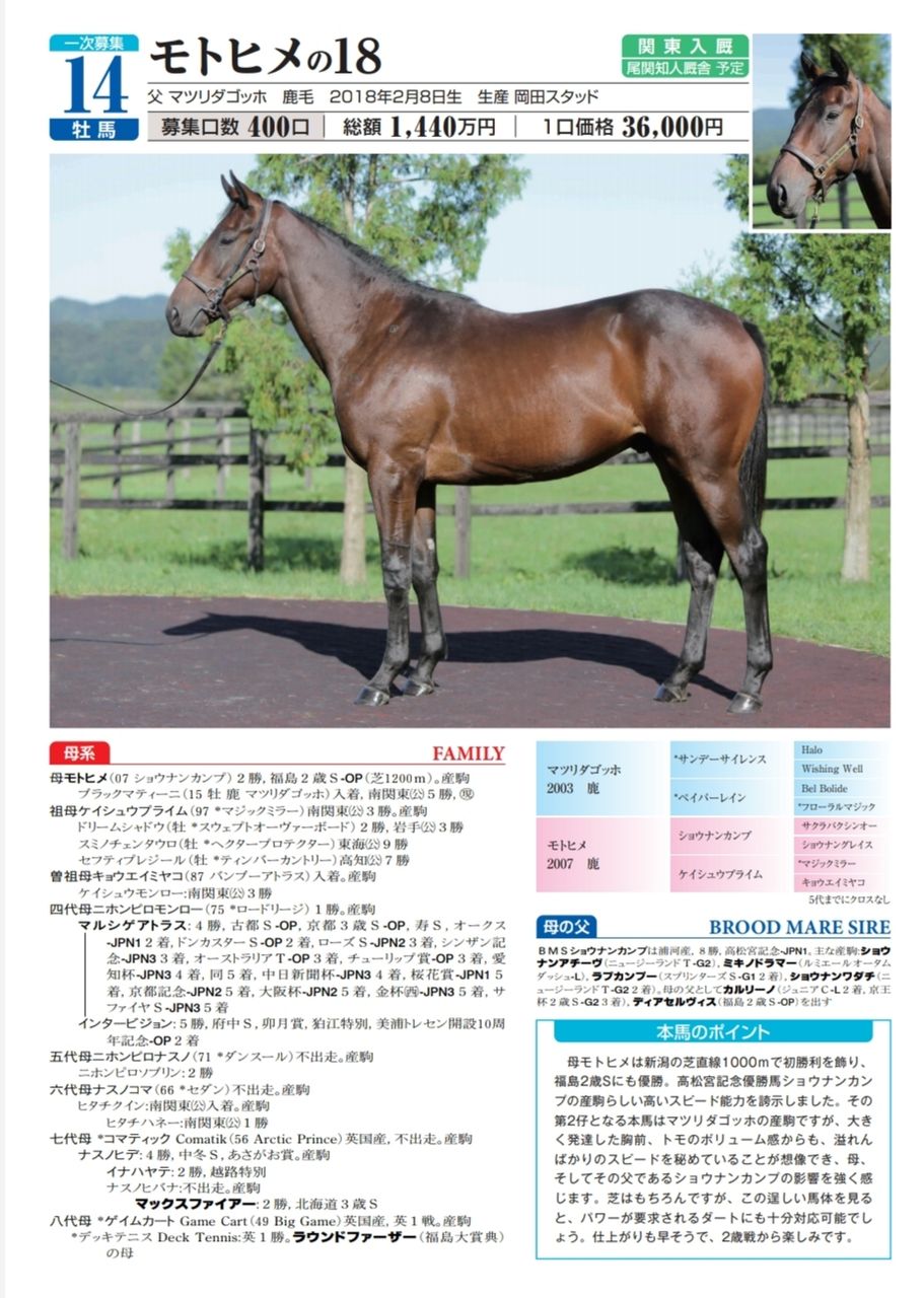 ノルマンディーカタログ公開 いとけんの一口馬主 映画生活