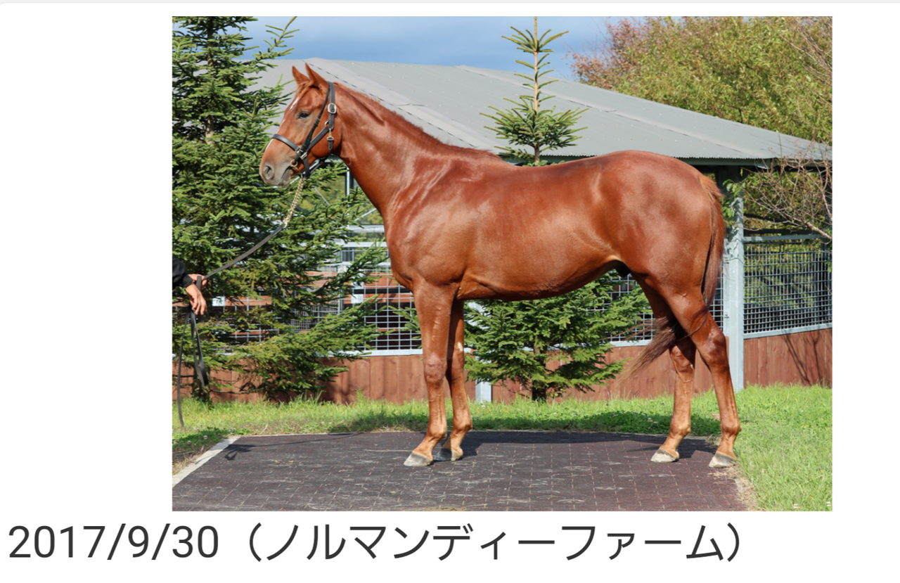 出資馬紹介 その9シュネルスト シンシンパッションの15 いとけんの一口馬主 映画生活