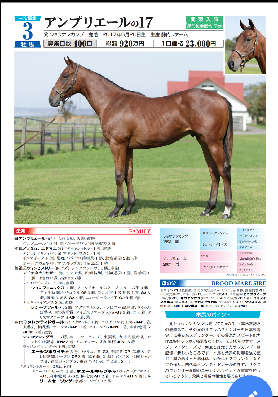 ノルマンディー17年産 馬体評価 セール出身牡馬 いとけんの一口馬主 映画生活