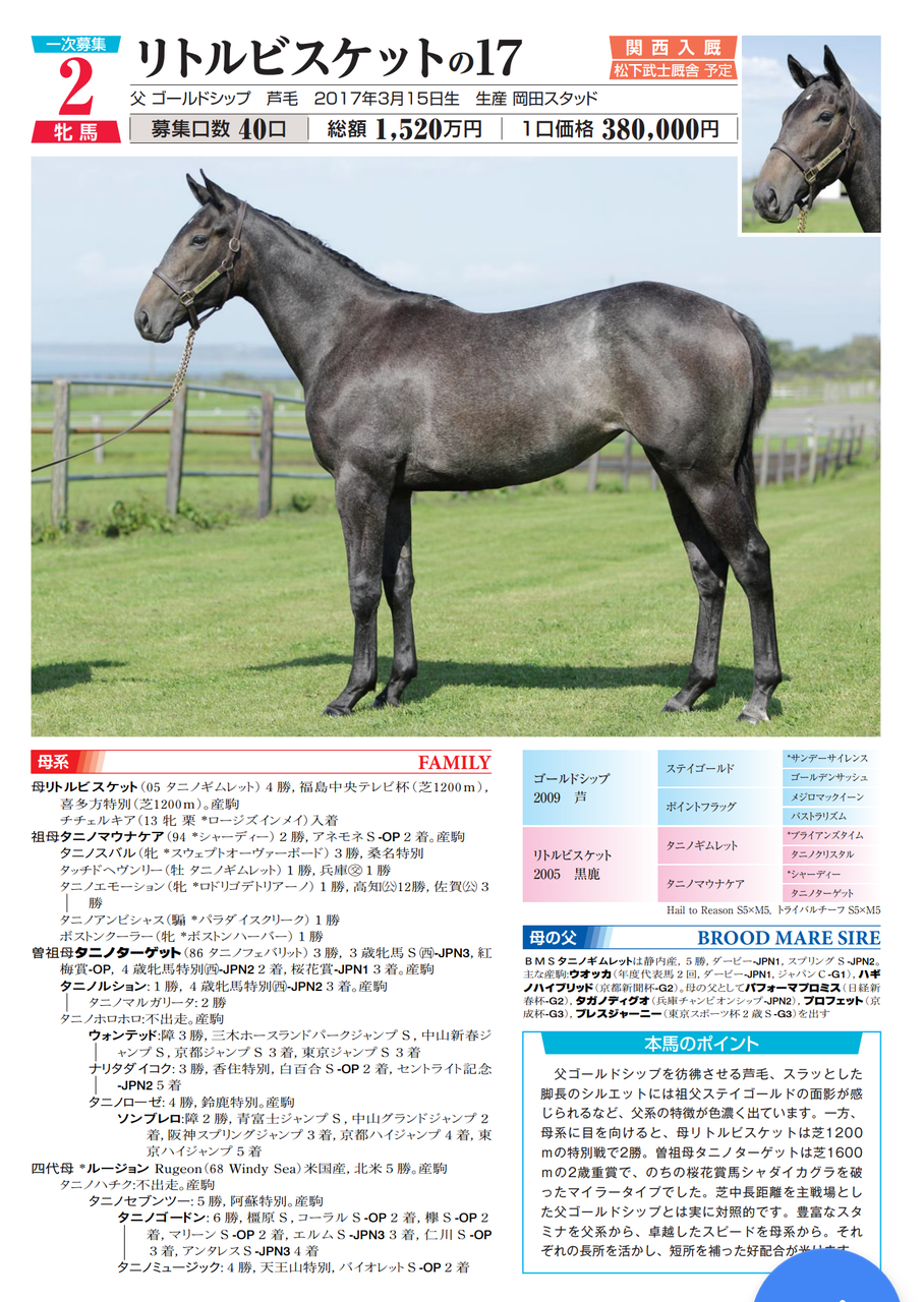 ノルマンディー17年産 馬体評価 岡田スタッド産牝馬 いとけんの一口馬主 映画生活 ノルマンディー17年産 馬体評価 岡田スタッド産牝馬 いとけんの一口馬主 映画生活