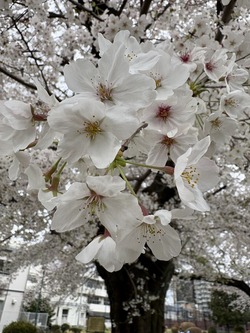 蓮池公園 桜2