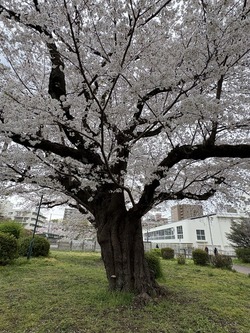 蓮池公園 桜