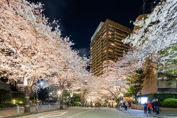 春グルメ堪能！桜並木のライトアップも！『アークヒルズ』アーク・カラヤン広場で『アークヒルズ さくらまつり2024』開催！4月5日～7日。