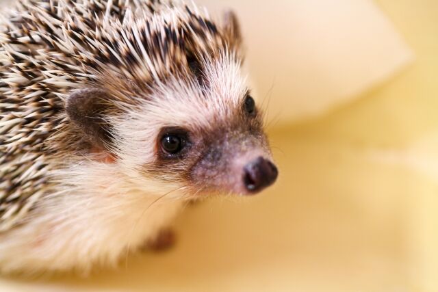 可愛い動物達と触れ合える フェスティバルウォーク蘇我 で ふれあい移動動物園 世界のうさぎ展 同時開催 6月26日 ちば通信 千葉県千葉 市の地域情報サイト