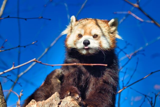 千葉市動物公園 にレッサーパンダ タイヨウくん が新たに仲間入り 公開は6月初旬予定 銚子電気鉄道 とコラボした ごまぬレッサー煎餅 も発売 ちば通信 千葉県千葉市の地域情報サイト 千葉市動物公園 にレッサーパンダ タイヨウくん が新たに仲間入り 公開は6月初旬予定 銚子電気鉄道 とコラボした ごまぬレッサー煎餅 も発売 ちば通信 千葉県千葉市の地域情報サイト