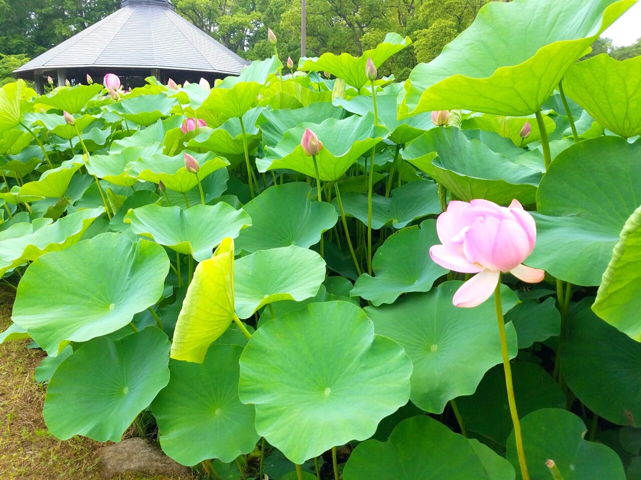 歴史と文化に触れるハイキング 千葉市制100周年記念 世界最古の花 大賀ハス から今昔千葉名所めぐり 開催 6月19日 27日 ちば通信 千葉県千葉市の地域情報サイト