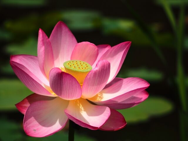 大賀ハスの妖精ちはなちゃんをお祝い 千葉公園 で ちはなちゃんお誕生会22 開催 11月15日 日 ちば通信 千葉県千葉市 の地域情報サイト 大賀ハスの妖精ちはなちゃんをお祝い 千葉公園 で ちはなちゃんお誕生会22 開催 11月15日 日 ちば通信 千葉県千葉市 の地域情報サイト