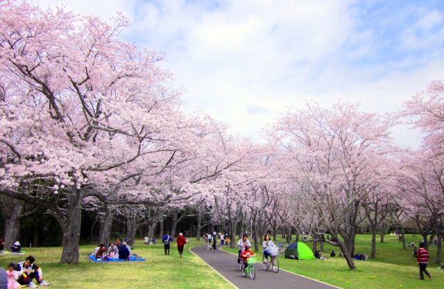桜を見ながら屋台飯 千葉市昭和の森公園 で 桜まつり 開催 3月26日 27日 4月2日 3日 ちば通信 千葉県千葉市の地域情報サイト 桜を見ながら屋台飯 千葉市昭和の森公園 で 桜まつり 開催 3月26日 27日 4月2日 3日 ちば通信 千葉県千葉市の地域情報サイト