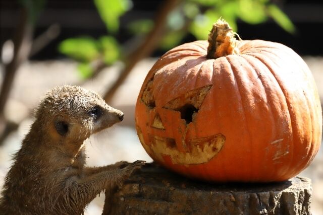 動物たちがハロウィン仕様にドレスアップ 千葉市動物公園 ふれあい動物の里 で アニマルハロウィンフェスティバル21 開催 10月1日 31日 ちば通信 千葉県千葉市の地域情報サイト