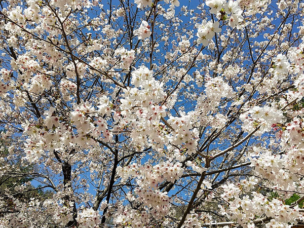 sakura2021_2