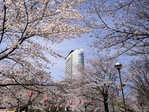 sakura2022_7