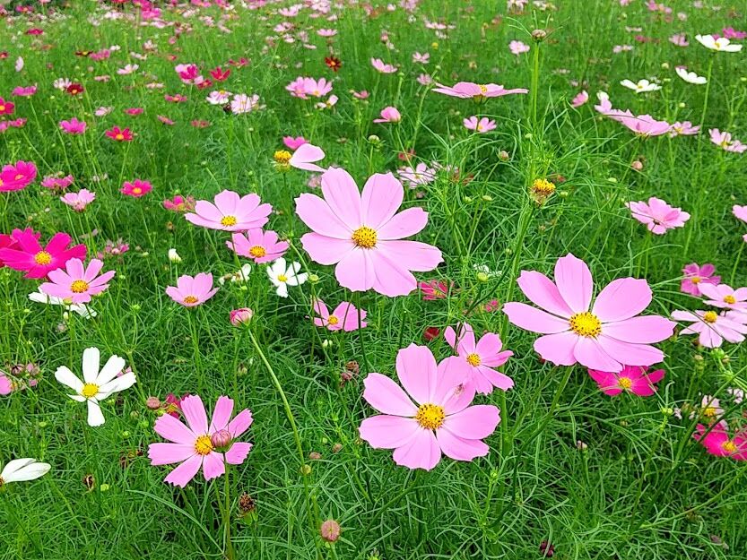 今が見頃 鼻高町 鼻高展望花の丘 のコスモス見に行ってみた 9月12日 10月11日まではコスモス祭り開催 9月10日撮影 たかさき通信 群馬県高崎市の地域情報サイト