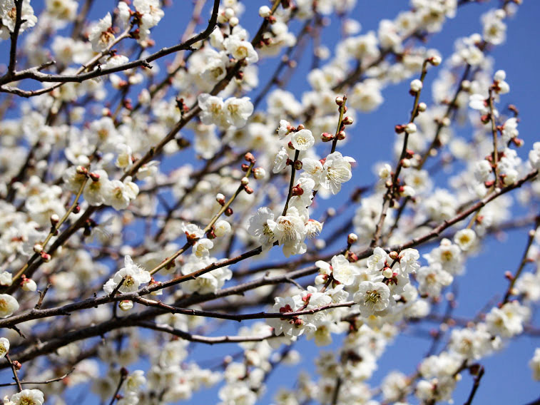梅の花満開 高崎市にある 榛名梅林 はるなばいりん と 箕郷梅林 みさとばいりん で梅の花がちょうど見頃 見に行ってみた 3月11日撮影 たかさき通信 群馬県高崎市の地域情報サイト 梅の花満開 高崎市にある 榛名梅林 はるなばいりん と 箕郷梅林 みさとばいりん で梅の花がちょうど見頃 見に行ってみた 3月11日撮影 たかさき通信 群馬県高崎市の地域情報サイト