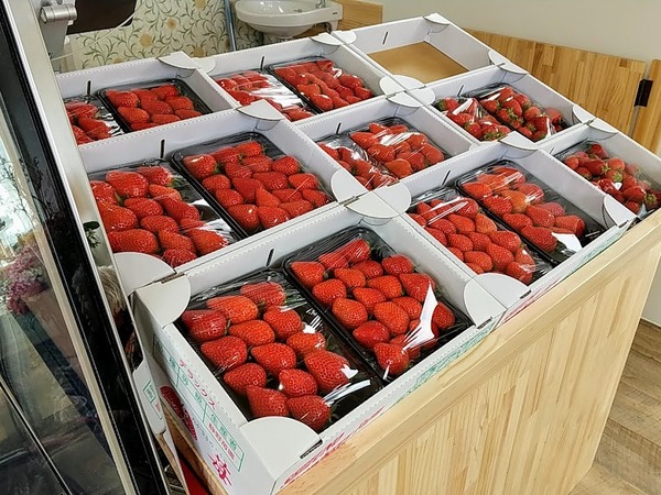 ししずの苺園_6