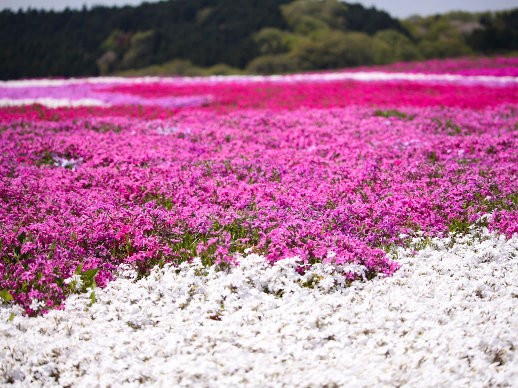 今が見頃 箕郷町にある みさと芝桜公園 に 芝桜 見に行ってみた 4月19日撮影 たかさき通信 群馬県高崎市の地域情報サイト