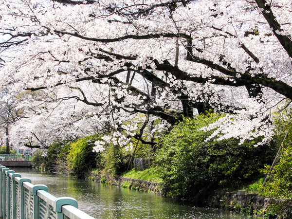 sakura2021_6