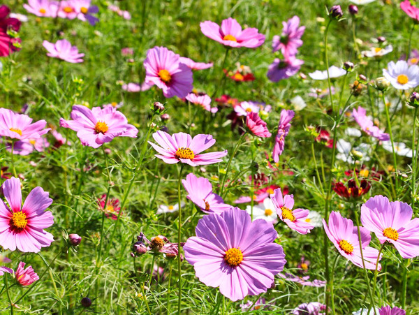 cosmos-haniwanosato_1