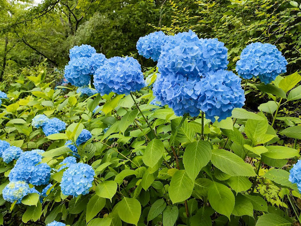 ajisai_5