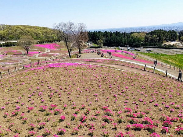 misatoshibazakura_8